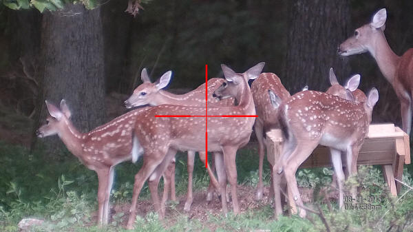 ATN X-Sight and Six Fawns