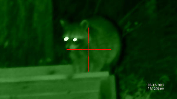 ATN X-Sight Review: Raccoon at 12.5x