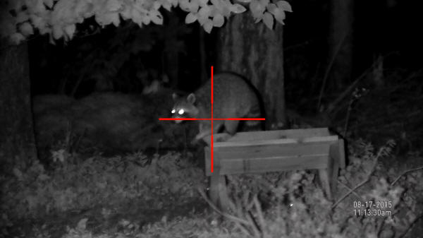 ATN X-Sight Review: Raccoon at 5x